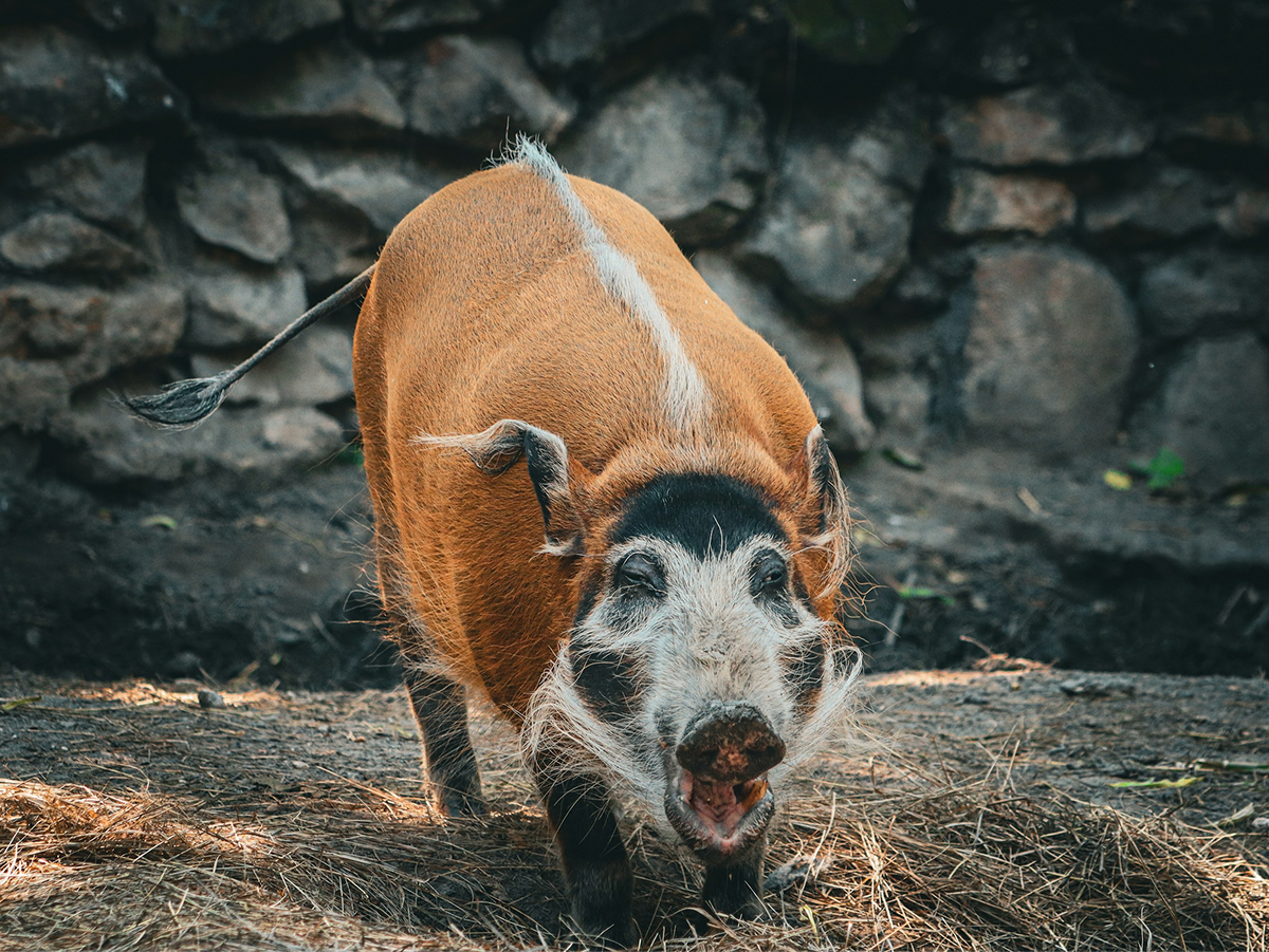 Guinea Pig